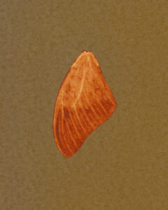 orange moth wing