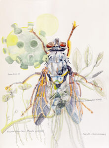 a beautifule fly in pencile and crayon